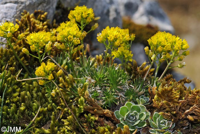 Draba aizoides & Saxifraga paniculata