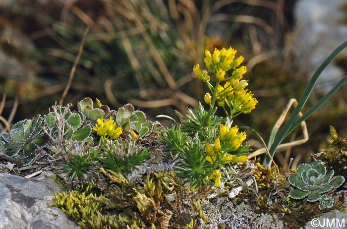 Draba aizoides & Saxifraga paniculata