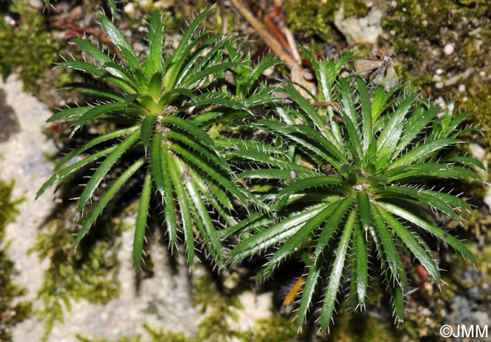 Draba aizoides