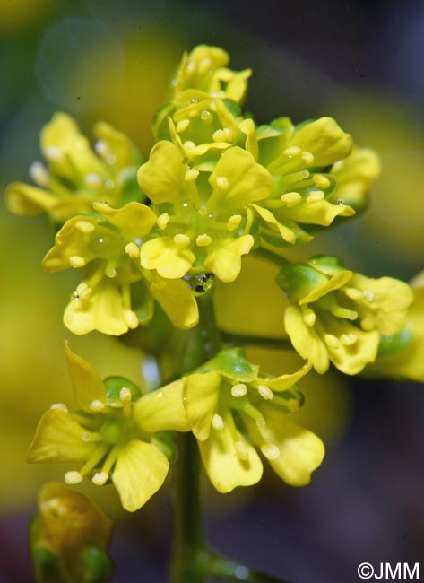 Draba aizoides