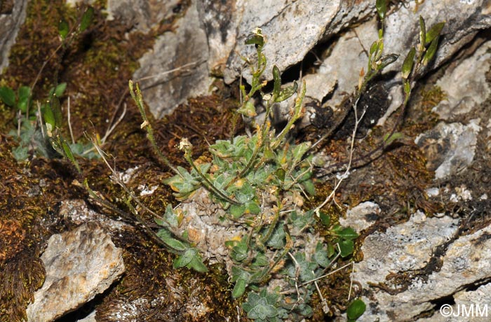 Draba dubia