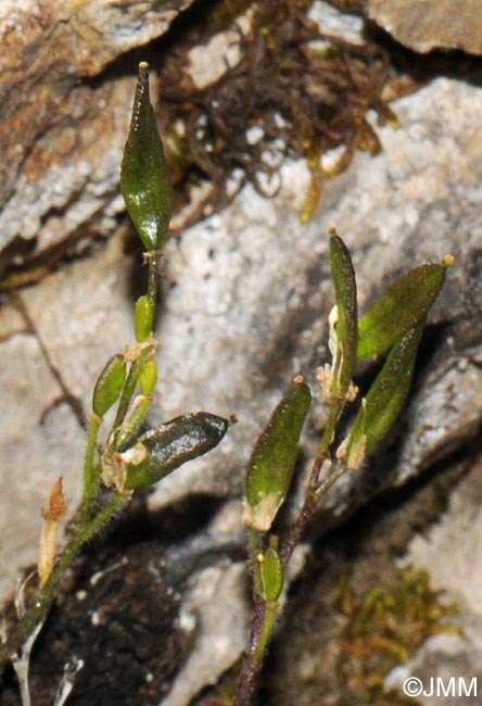 Draba dubia