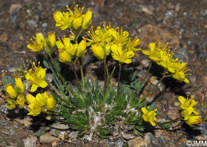 Draba hoppeana