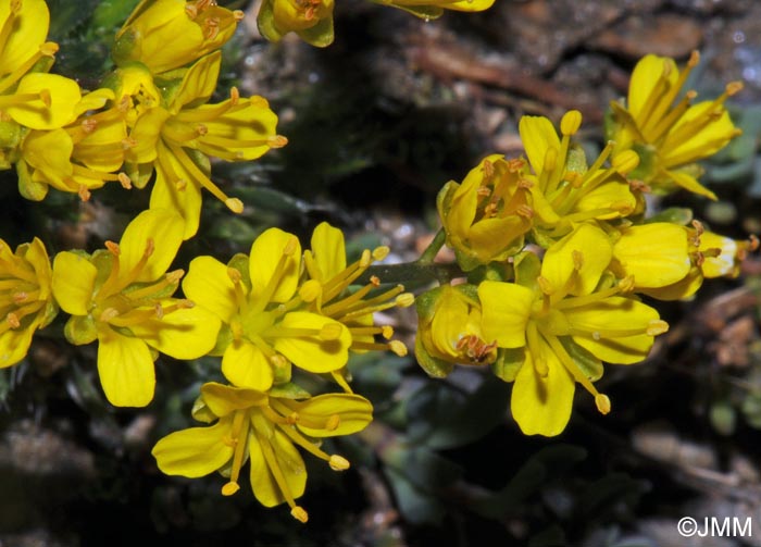 Draba hoppeana