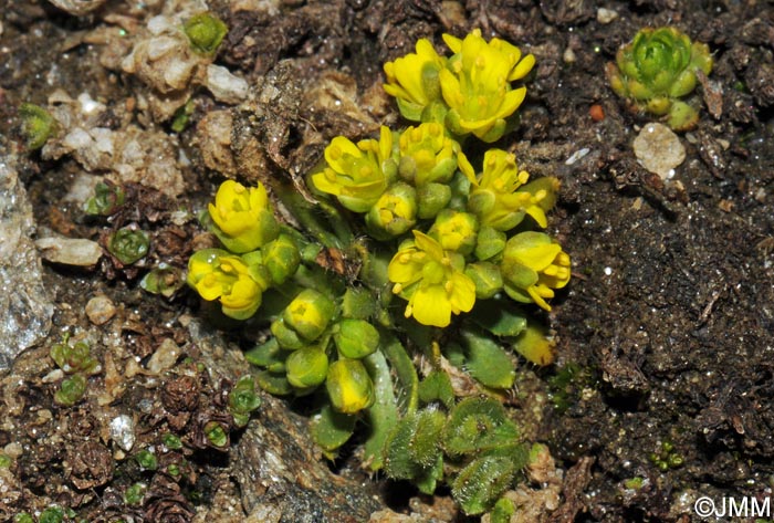 Draba hoppeana