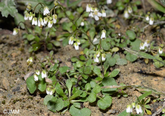 Draba verna