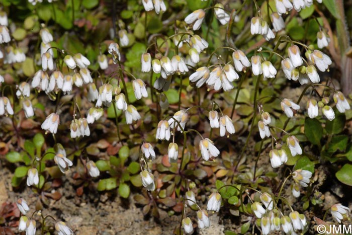 Draba verna