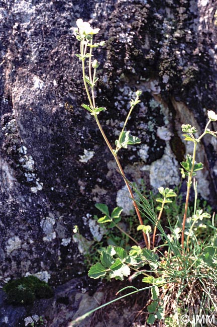 Drymocallis rupestris = Potentilla rupestris