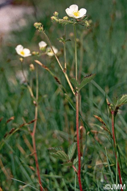 Drymocallis rupestris = Potentilla rupestris