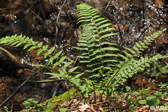 Dryopteris affinis subsp. affinis