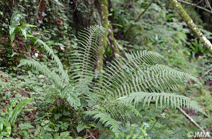 Dryopteris affinis subsp. affinis