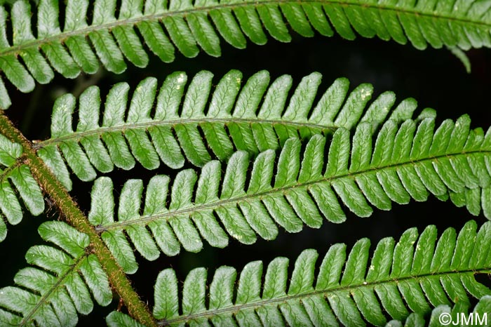 Dryopteris affinis subsp. affinis