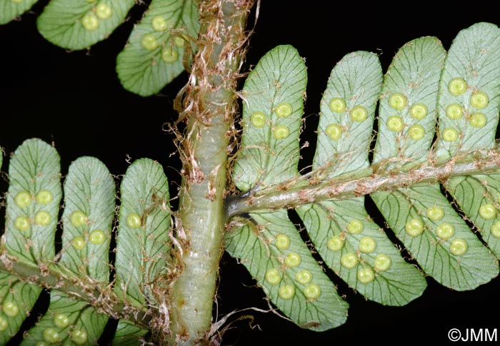 Dryopteris affinis subsp. affinis