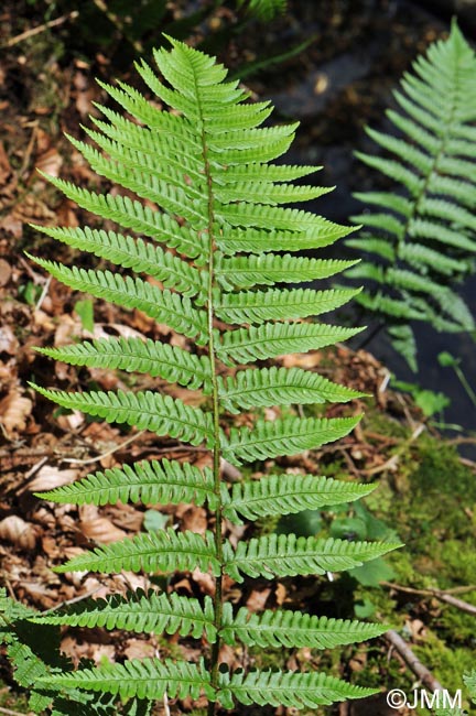 Dryopteris affinis subsp. affinis