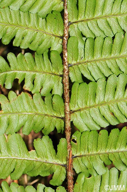 Dryopteris affinis subsp. affinis