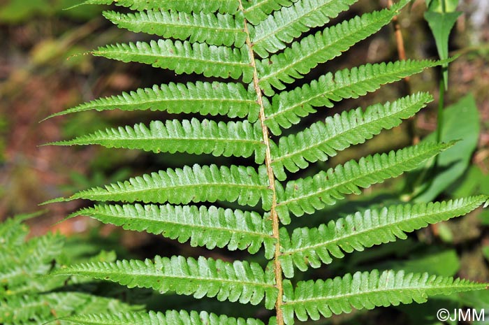 Dryopteris affinis subsp. affinis