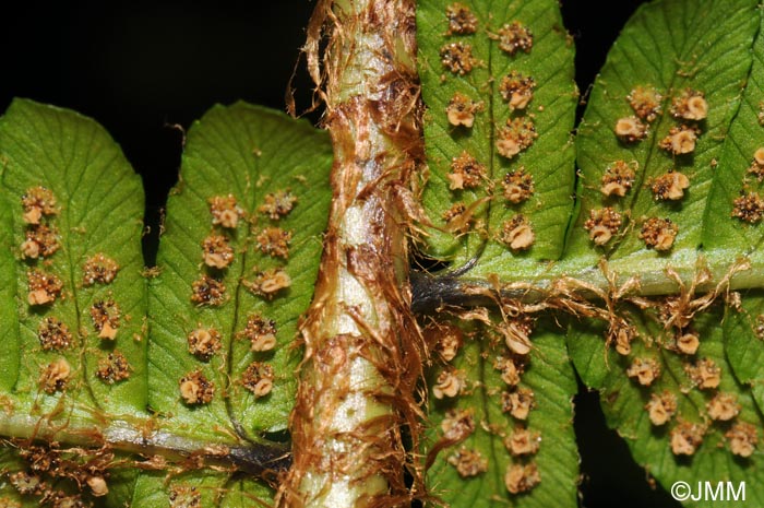 Dryopteris affinis subsp. affinis