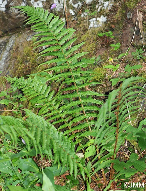 Dryopteris affinis subsp. affinis