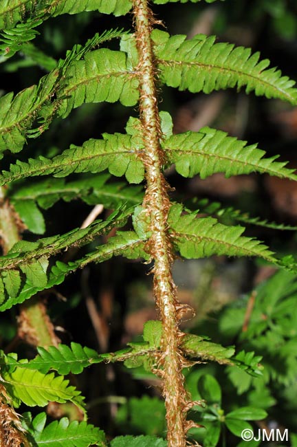 Dryopteris affinis subsp. affinis