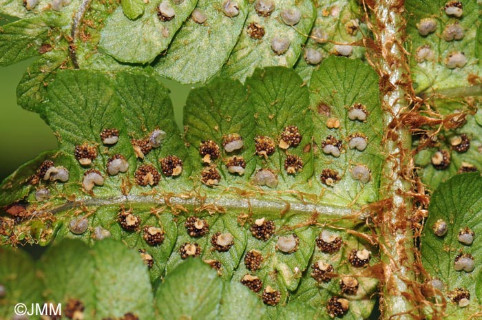 Dryopteris affinis subsp. affinis