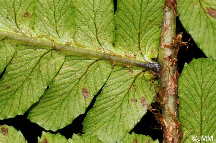 Dryopteris affinis subsp. affinis