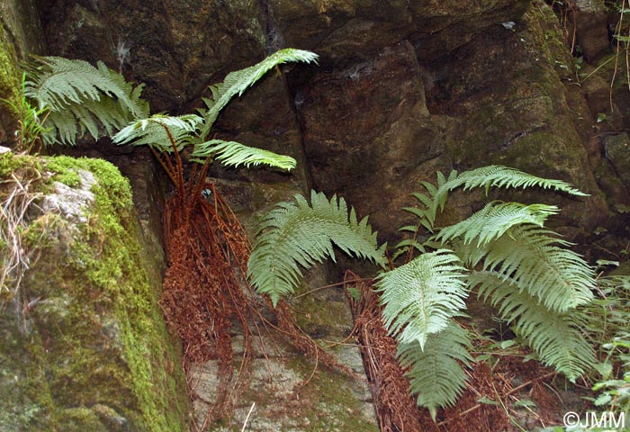 Dryopteris affinis subsp. borreri