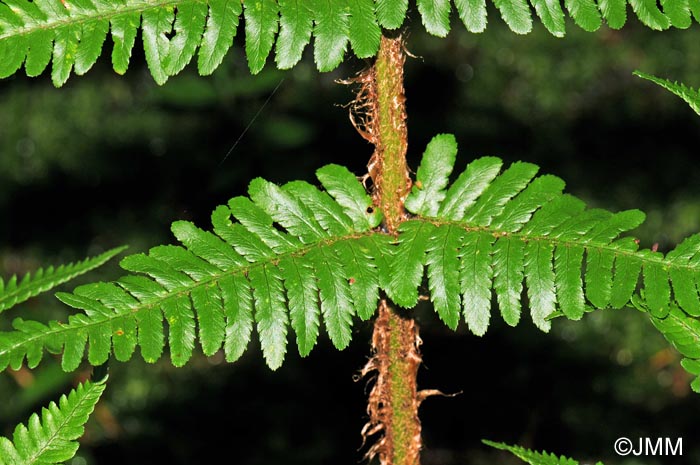 Dryopteris affinis subsp. borreri : pennes basales