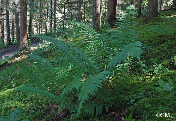 Dryopteris affinis subsp. borreri