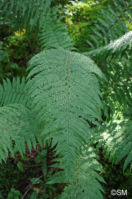 Dryopteris affinis subsp. borreri