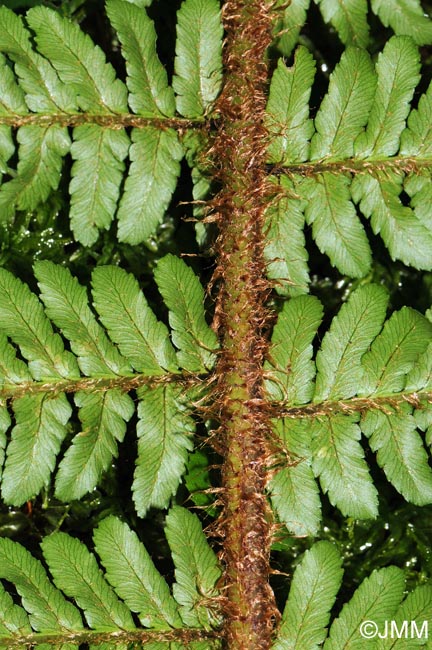 Dryopteris affinis subsp. borreri