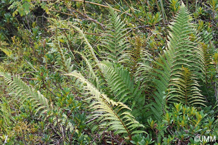 Dryopteris affinis subsp. borreri