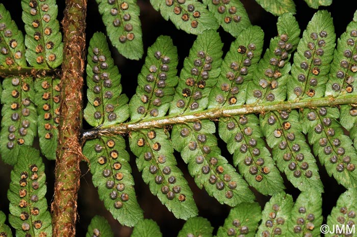 Dryopteris affinis subsp. borreri