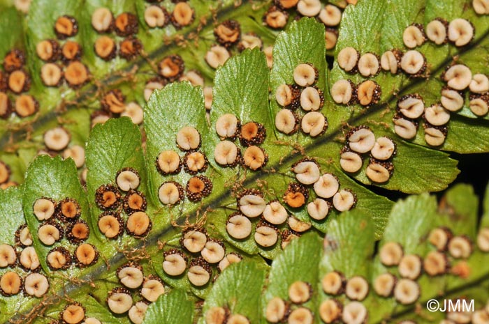 Dryopteris affinis subsp. borreri