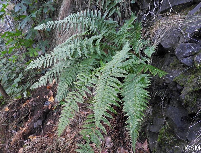 Dryopteris ardechensis