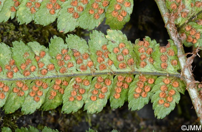 Dryopteris ardechensis