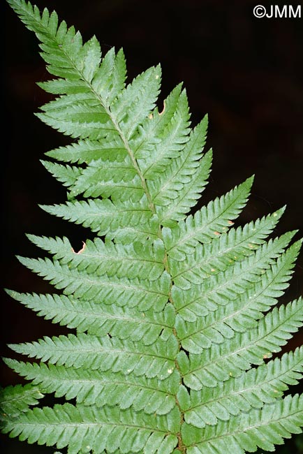 Dryopteris ardechensis