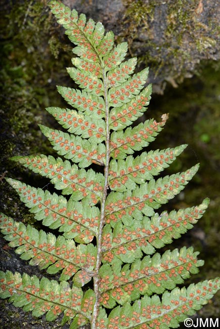 Dryopteris ardechensis