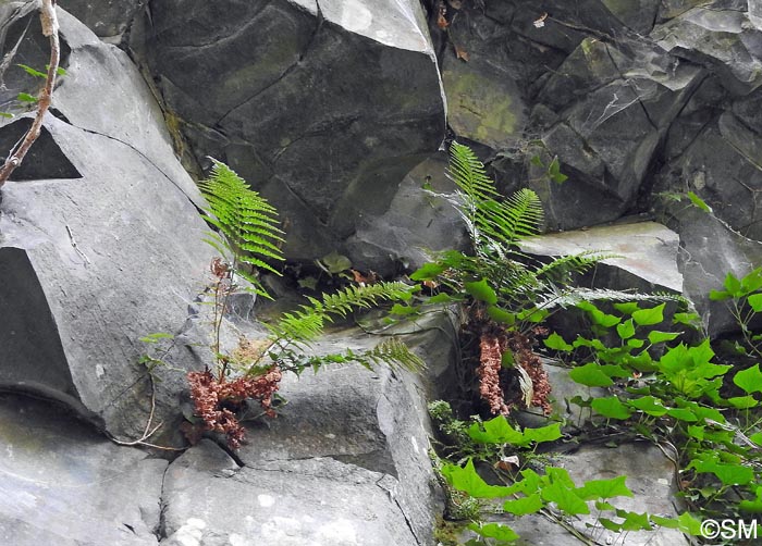 Dryopteris ardechensis