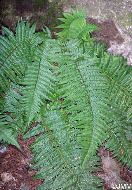 Dryopteris ardechensis