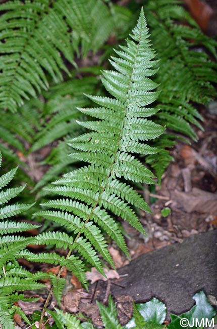 Dryopteris ardechensis