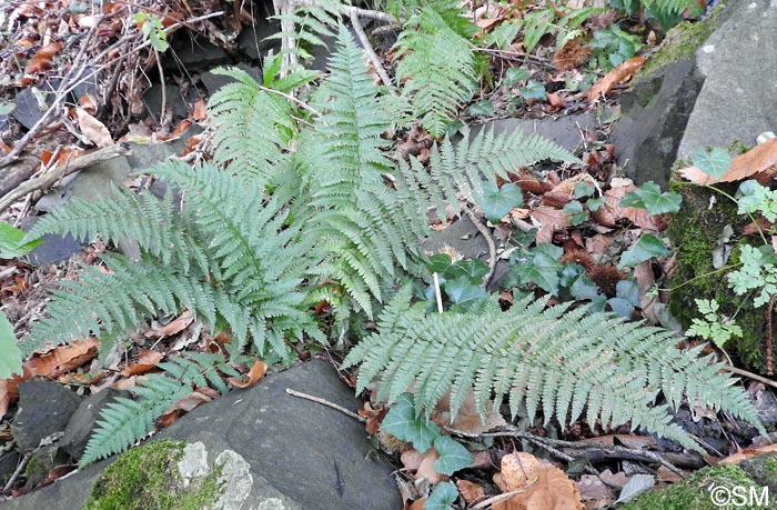 Dryopteris ardechensis