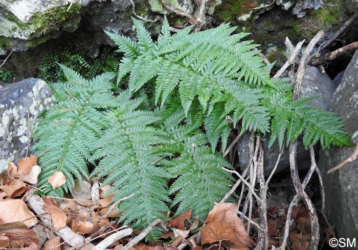 Dryopteris ardechensis