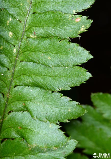 Dryopteris ardechensis