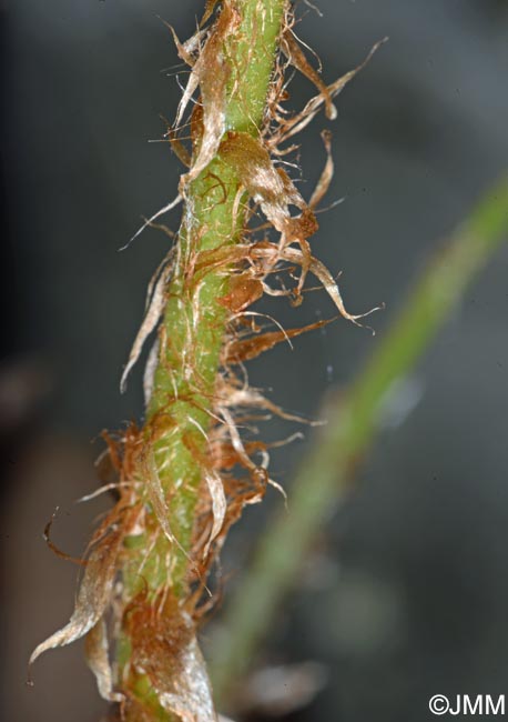 Dryopteris ardechensis