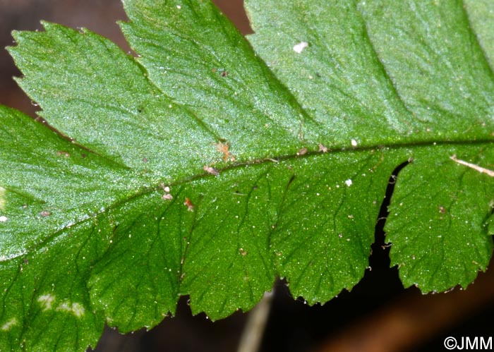 Dryopteris ardechensis