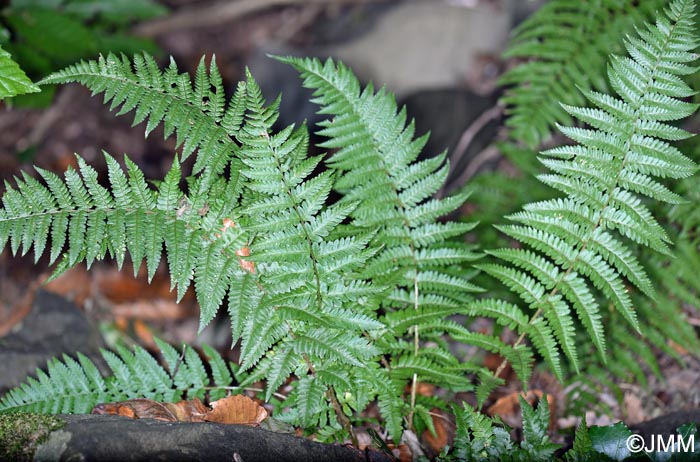 Dryopteris ardechensis