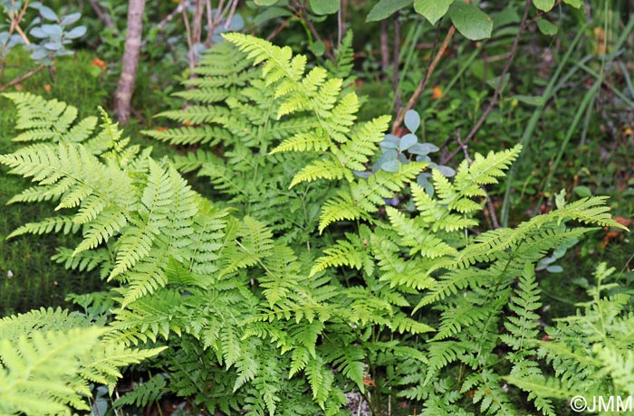 Dryopteris carthusiana