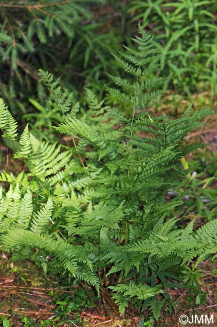 Dryopteris carthusiana