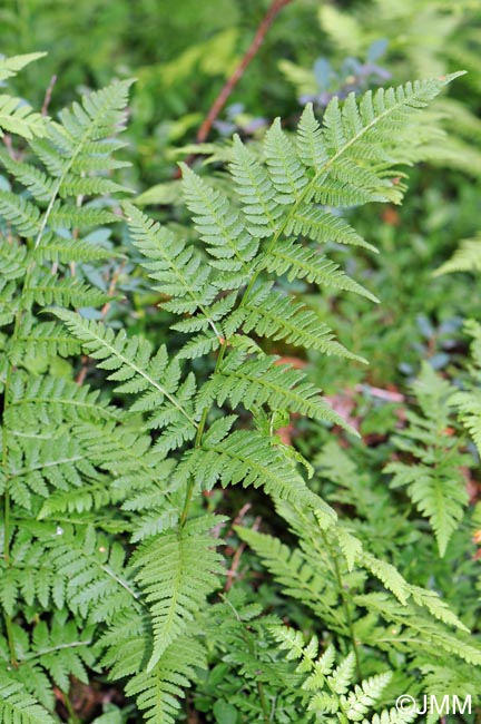 Dryopteris carthusiana