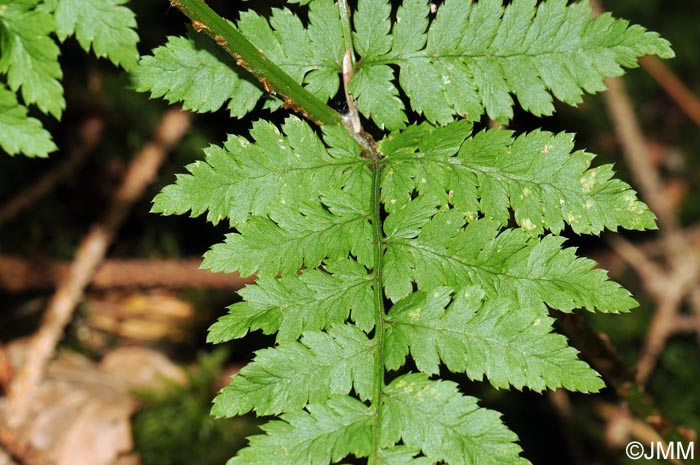 Dryopteris carthusiana